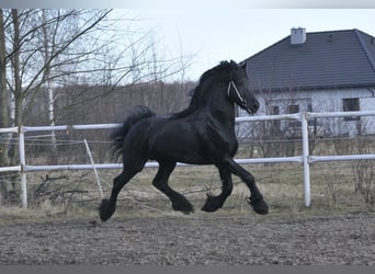 Friesian horses, Stallion, 6 years, 16 hh, Black