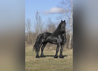 Friesian horses, Stallion, 6 years, 16 hh, Black