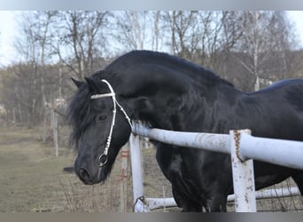 Friesian horses, Stallion, 6 years, 16 hh, Black