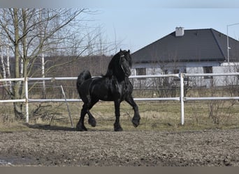 Friesian horses, Stallion, 6 years, 16 hh, Black