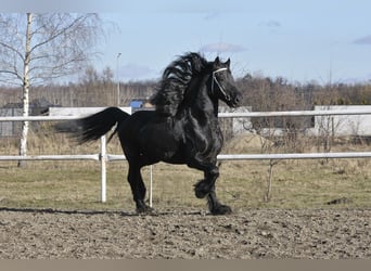 Friesian horses, Stallion, 6 years, 16 hh, Black