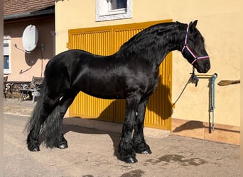 Friesian horses, Stallion, 6 years, 16 hh, Black