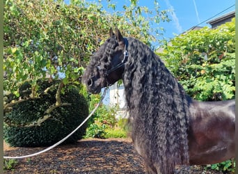 Friesian horses, Stallion, 6 years, 17 hh, Black