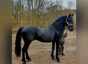 Friesian horses, Stallion, 6 years, Black