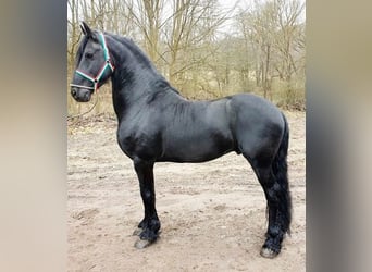 Friesian horses, Stallion, 6 years, Black