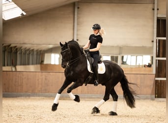 Friesian horses, Stallion, 6 years