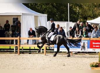 Friesian horses, Stallion, 6 years