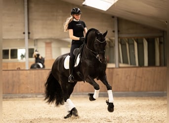 Friesian horses, Stallion, 6 years