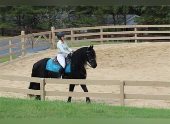 Friesian horses, Stallion, 7 years, 15.3 hh, Smoky-Black