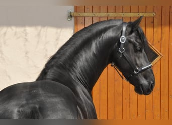 Friesian horses, Stallion, 7 years, 16.1 hh, Black