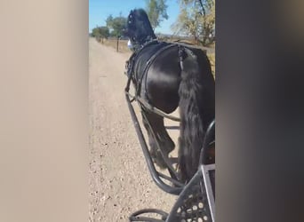 Friesian horses, Stallion, 7 years, 16.2 hh, Black