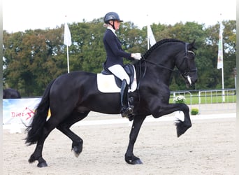 Friesian horses, Stallion, 7 years, 16,2 hh, Black