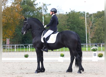 Friesian horses, Stallion, 7 years, 16,2 hh, Black