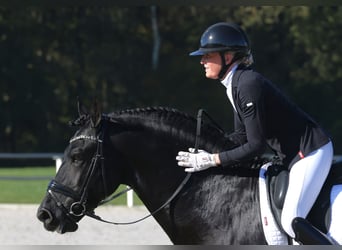 Friesian horses, Stallion, 7 years, 16,2 hh, Black