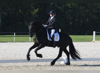 Friesian horses, Stallion, 7 years, 16,2 hh, Black