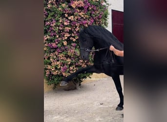 Friesian horses, Stallion, 7 years, 16 hh, Black