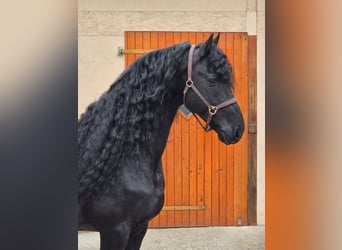 Friesian horses, Stallion, 7 years, 16 hh, Black