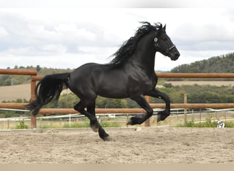 Friesian horses, Stallion, 7 years, 16 hh, Black