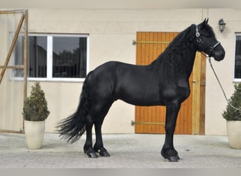 Friesian horses, Stallion, 7 years, 16 hh, Black