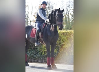 Friesian horses, Stallion, 7 years, 16 hh, Black