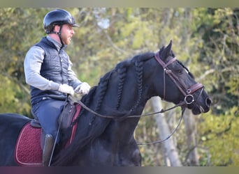 Friesian horses, Stallion, 7 years, 16 hh, Black