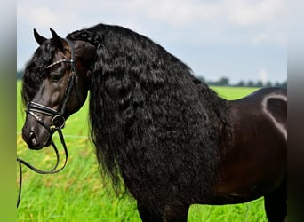 Friesian horses, Stallion, 7 years, 16 hh, Black