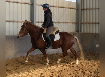 Friesian horses, Stallion, 7 years, 16,1 hh, Black