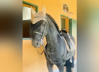 Friesian horses, Stallion, 7 years, 16,3 hh, Black