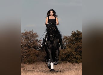 Friesian horses, Stallion, 7 years, 16,3 hh, Black