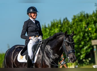 Friesian horses, Stallion, 7 years