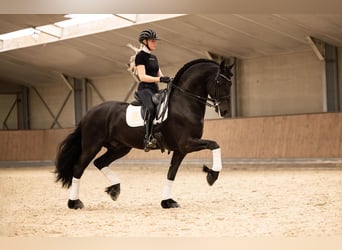 Friesian horses, Stallion, 7 years