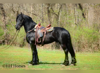 Friesian horses, Stallion, 8 years, 15.2 hh, Black