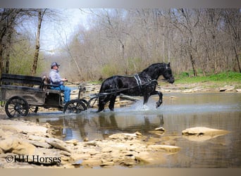 Friesian horses, Stallion, 8 years, 15.2 hh, Black