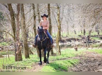 Friesian horses, Stallion, 8 years, 15.2 hh, Black