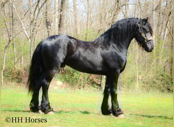 Friesian horses, Stallion, 8 years, 15,2 hh, Black