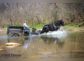 Friesian horses, Stallion, 8 years, 15,2 hh, Black