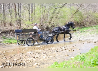 Friesian horses, Stallion, 8 years, 15,2 hh, Black