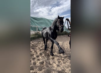 Friesian horses, Stallion, 8 years, 16.2 hh