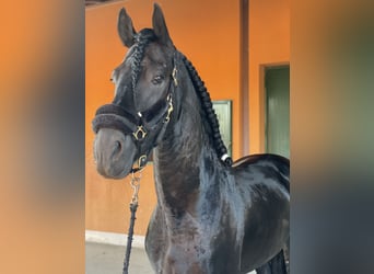 Friesian horses, Stallion, 8 years, 16.3 hh, Smoky-Black