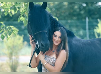 Friesian horses, Stallion, 8 years, 16.3 hh, Smoky-Black