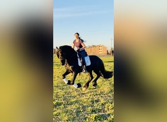 Friesian horses, Stallion, 8 years, 16.3 hh, Smoky-Black
