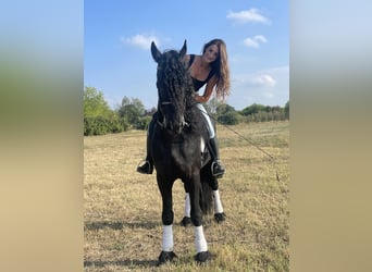 Friesian horses, Stallion, 8 years, 16.3 hh, Smoky-Black
