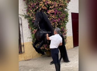 Friesian horses, Stallion, 8 years, 16 hh, Black