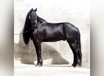 Friesian horses, Stallion, 8 years, 16 hh, Black