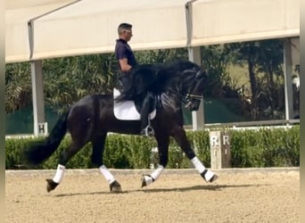 Friesian horses, Stallion, 8 years, 16 hh, Black