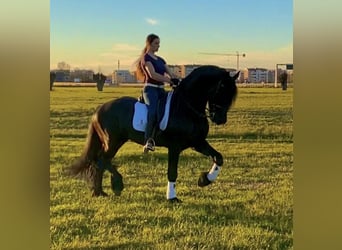 Friesian horses, Stallion, 8 years, 16,3 hh, Black