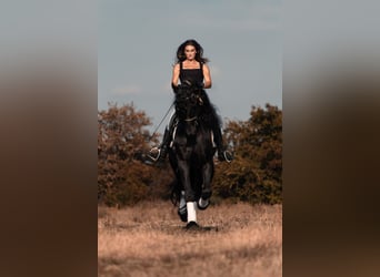 Friesian horses, Stallion, 8 years, 16,3 hh, Smoky-Black