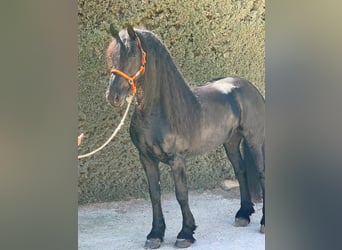 Friesian horses, Stallion, 8 years, Black