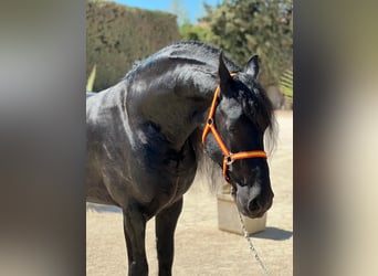 Friesian horses, Stallion, 8 years, Black