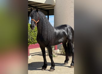 Friesian horses, Stallion, 8 years, Black